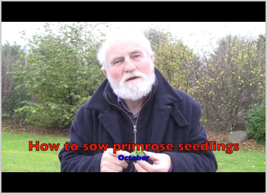 October-How to sow primrose seedlings